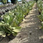Kalanchoe mramorovaná (Kalanchoe marmorata) - výška 15-20 cm, ⌀ 30-35 cm, kont.C5L
